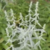 Gyopáros üröm › Artemisia Ludoviciana