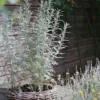 Gyopáros üröm › Artemisia Ludoviciana - Image 2