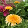 Körömvirág › Calendula Officinalis › Pacific Apricot Beauty - Image 3