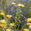 Körömvirág › Calendula Officinalis › Pacific Apricot Beauty - Image 2