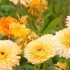 Körömvirág › Calendula Officinalis › Pacific Apricot Beauty - Image 5