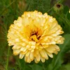 Körömvirág › Calendula Officinalis › Pacific Apricot Beauty