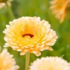 Körömvirág › Calendula Officinalis › Pacific Apricot Beauty