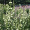 Macskamenta › Nepeta Racemosa › Alba