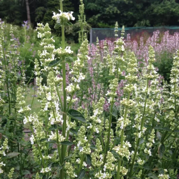 Macskamenta › Nepeta Racemosa › Alba
