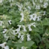 Macskamenta › Nepeta Racemosa › Alba - Image 2