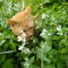 Macskamenta › Nepeta Racemosa › Alba
