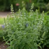 Macskamenta › Nepeta Racemosa › Alba - Image 3