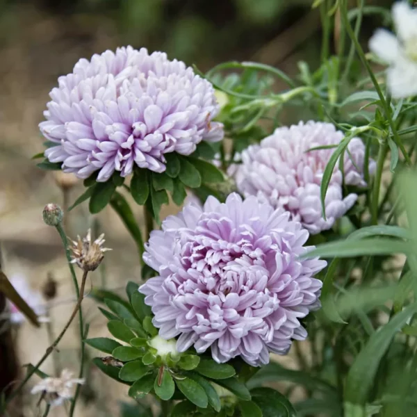 Őszirózsa › Callistephus Chinensis › Lady Coral Lavender