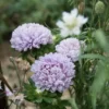 Őszirózsa › Callistephus Chinensis › Lady Coral Lavender