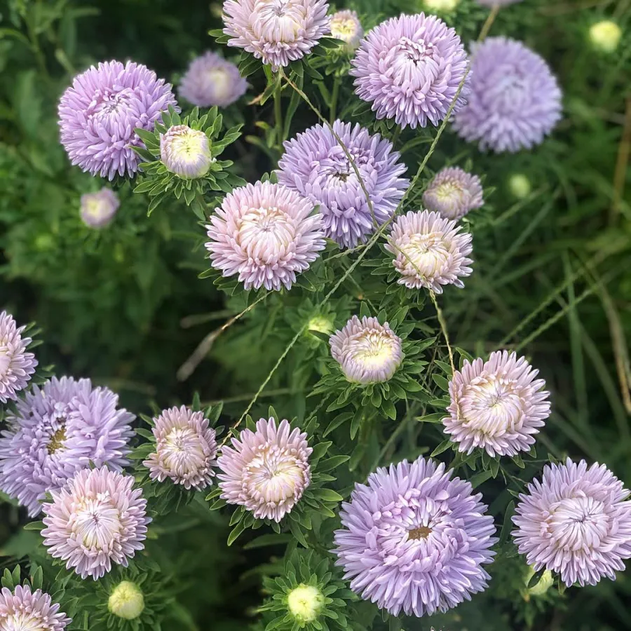 Őszirózsa › Callistephus Chinensis › Lady Coral Lavender - Image 3