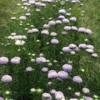 Őszirózsa › Callistephus Chinensis › Lady Coral Lavender - Image 4