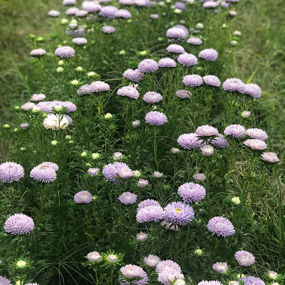 Őszirózsa › Callistephus Chinensis › Lady Coral Lavender - Image 4