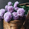 Őszirózsa › Callistephus Chinensis › Lady Coral Lavender - Image 6