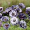 Díszpipacs › Papaver Rhoeas › Amazing Grey