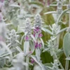 Gyapjas Tisztesfű (Nyuszifül) › Stachys Byzantina