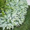 Gyapjas Tisztesfű (Nyuszifül) › Stachys Byzantina - Image 3