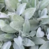 Gyapjas Tisztesfű (Nyuszifül) › Stachys Byzantina - Image 4