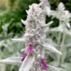 Gyapjas Tisztesfű (Nyuszifül) › Stachys Byzantina - Image 2