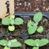 Gyapjas Tisztesfű (Nyuszifül) › Stachys Byzantina palánta
