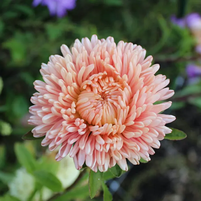 Őszirózsa › Callistephus Chinensis › Lady Coral Salmon