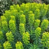 Velencei Kutyatej › Euphorbia characias subsp. wulfenii