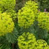 Velencei Kutyatej › Euphorbia characias subsp. wulfenii