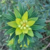 Velencei Kutyatej › Euphorbia characias subsp. wulfenii - Image 3