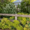Velencei Kutyatej › Euphorbia characias subsp. wulfenii - Image 4