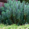 Velencei Kutyatej › Euphorbia characias subsp. wulfenii - Image 6