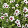 Díszlen › Linum Grandiflorum › Bright Eyes - Image 2