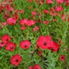 Díszlen › Linum Grandiflorum › Rubrum