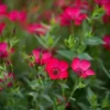 Díszlen › Linum Grandiflorum › Rubrum