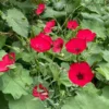 Díszlen › Linum Grandiflorum › Rubrum - Image 2