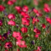 Díszlen › Linum Grandiflorum › Rubrum - Image 6