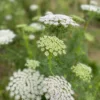 Fogpiszkálófű › Ammi Visnaga › Green Mist - Image 2
