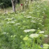 Fogpiszkálófű › Ammi Visnaga › Green Mist