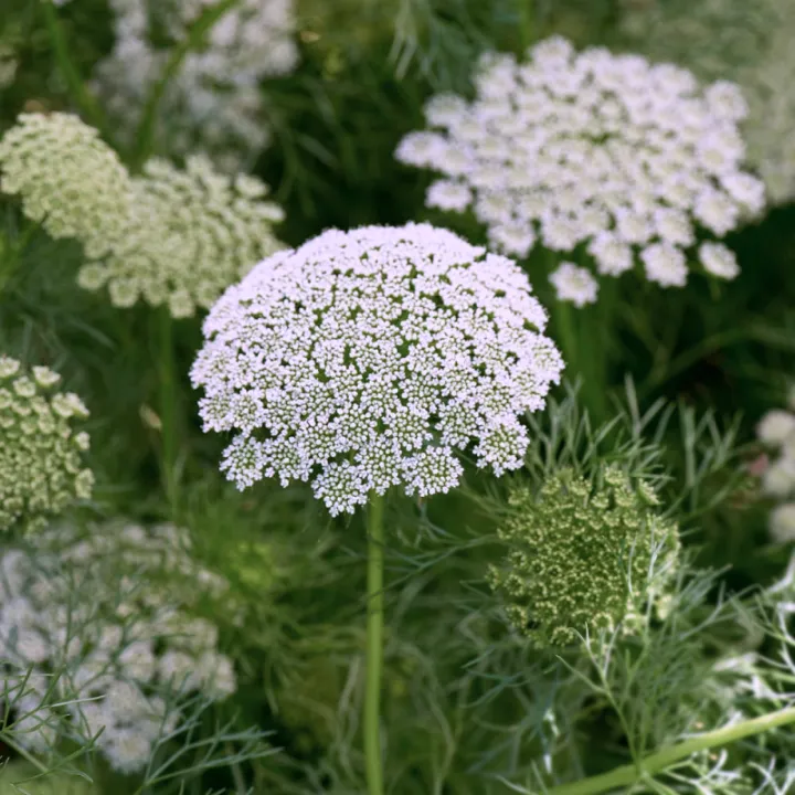 Fogpiszkálófű › Ammi Visnaga › Green Mist