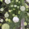 Fogpiszkálófű › Ammi Visnaga › Green Mist - Image 3