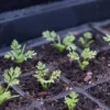 Fogpiszkálófű › Ammi Visnaga › Green Mist palánta