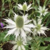 Óriás Iringó › Eryngium Giganteum