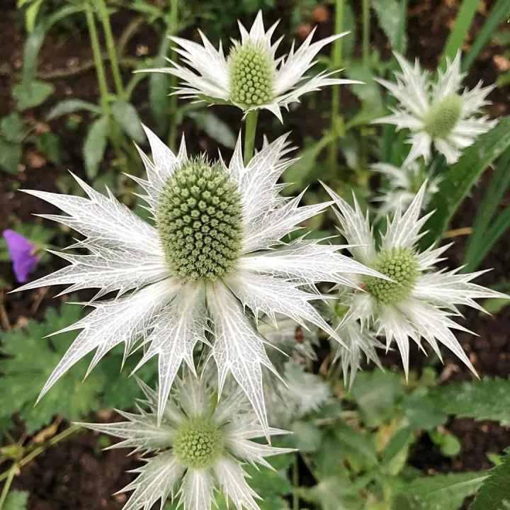 Óriás Iringó › Eryngium Giganteum