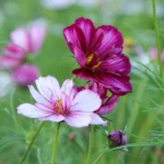Pillangóvirág › Cosmos Bipinnatus › Fizzy Rose Picotee