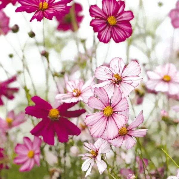 Pillangóvirág › Cosmos Bipinnatus › Fizzy Rose Picotee