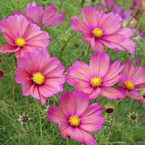Pillangóvirág › Cosmos Bipinnatus › Xsenia