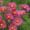 Pillangóvirág › Cosmos Bipinnatus › Xsenia