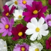 Pillangóvirág › Cosmos Bipinnatus › Candyfloss mix