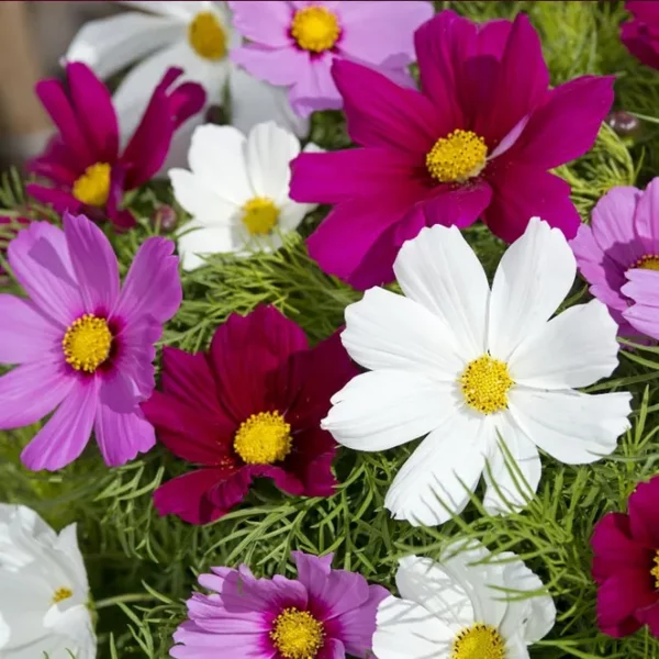 Pillangóvirág › Cosmos Bipinnatus › Candyfloss mix