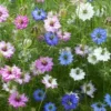 Borzaskata › Nigella Damascena › Persian Jewels Mix