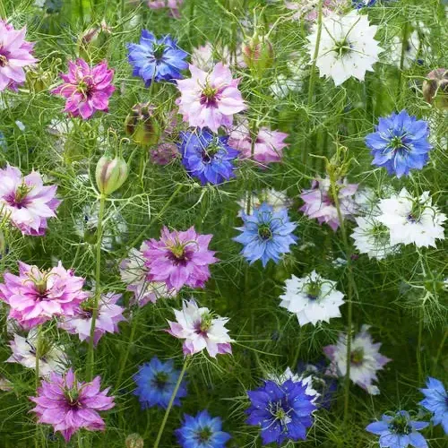 Borzaskata › Nigella Damascena › Persian Jewels Mix